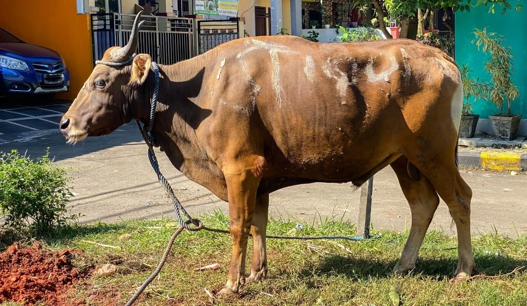 Tata Cara Menyembelih Hewan Qurban, Ada 6 Langkah – WAHDAH INSPIRASI ZAKAT